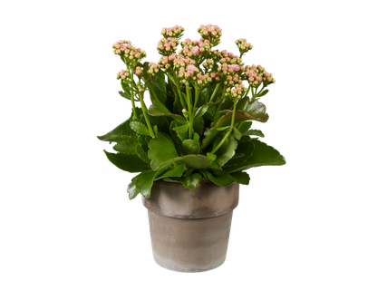 Kalanchoe în ghiveci ceramic