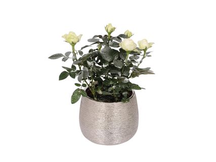 Virágzó növények kerámiában*