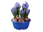 Blue hyacinth bulb planter with five purple hyacinths in bloom