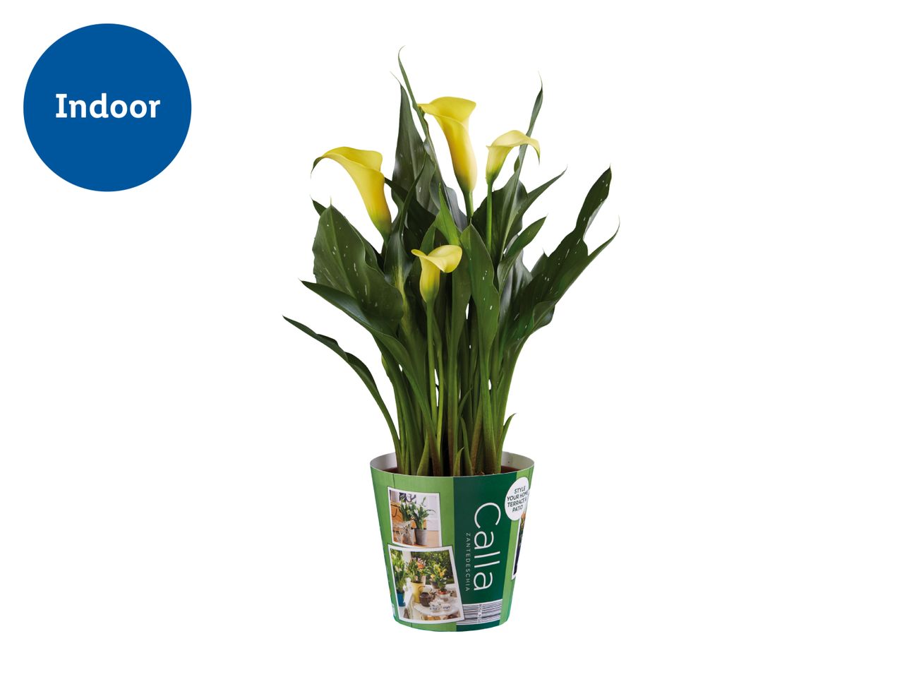 Indoor yellow calla lily plant in a decorative pot with lifestyle images.