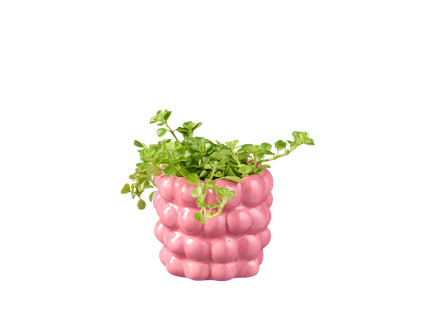 Miniplant in keramiek