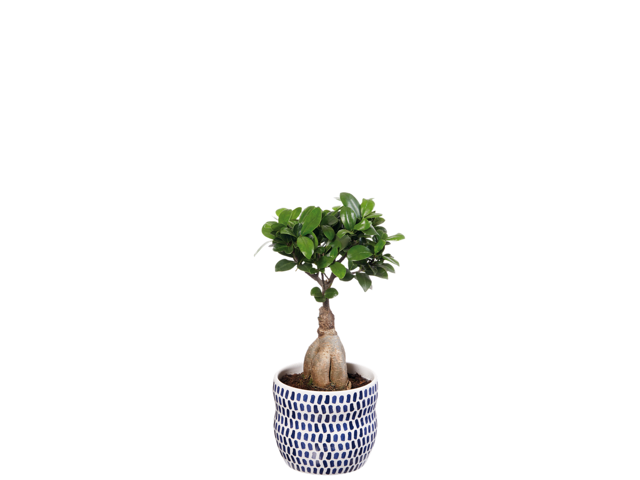 Ficus bonsai in a blue and white pot.