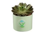 A succulent plant in a light green pot with a cactus and the words 'I WILL SURVIVE'.