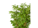 Arbusto com folhas verdes exuberantes.