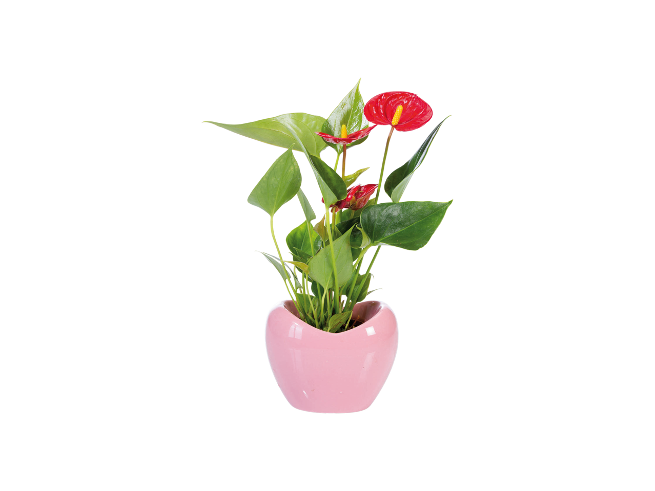 Anthurium