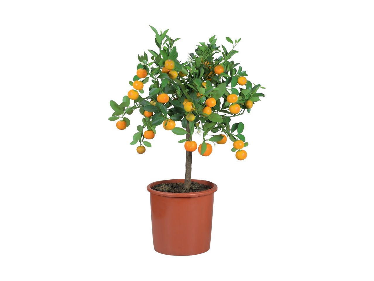 Go to full screen view: Large Citrus Tree - Image 1