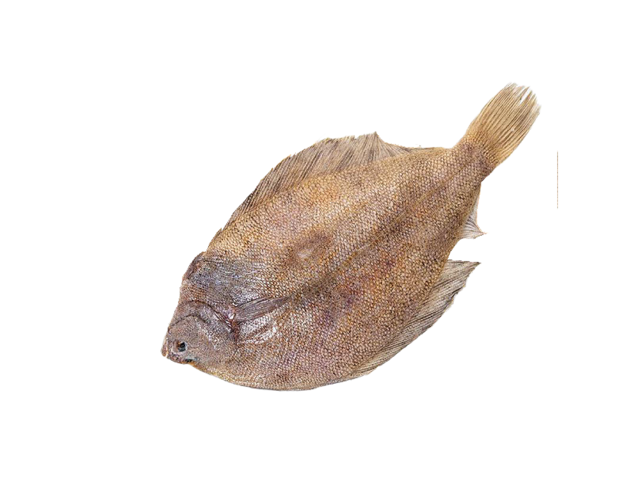 Viena svaiga, brūngana plekstveidīgā zivs uz melna fona.