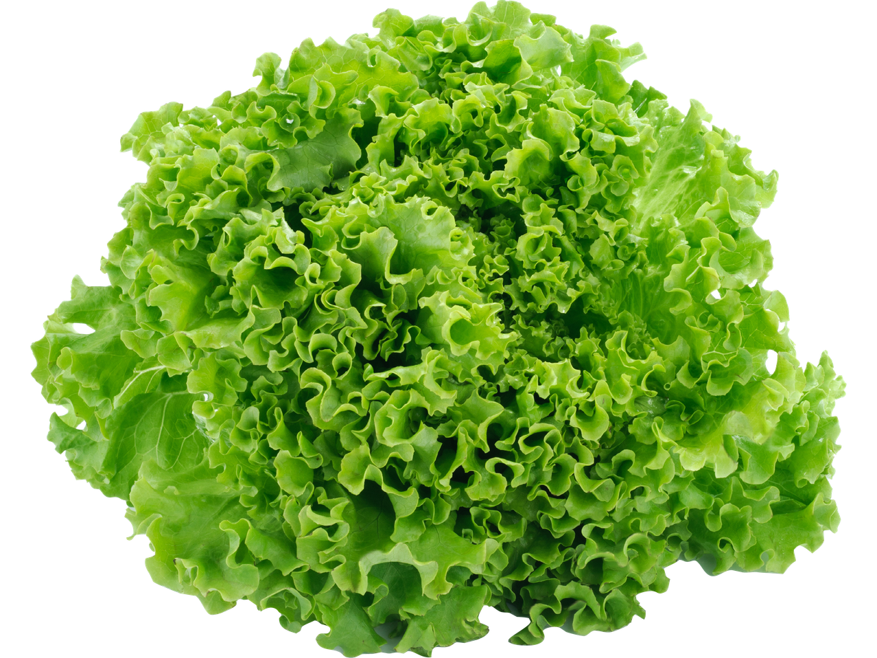 Färsk grön sallad med krusiga blad.