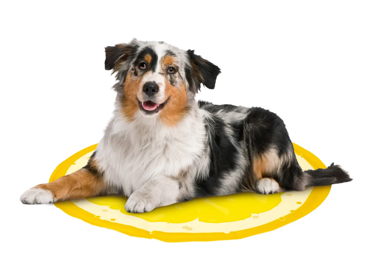 Australian Shepherd dog lying on a lemon slice-shaped mat, looking at the camera.