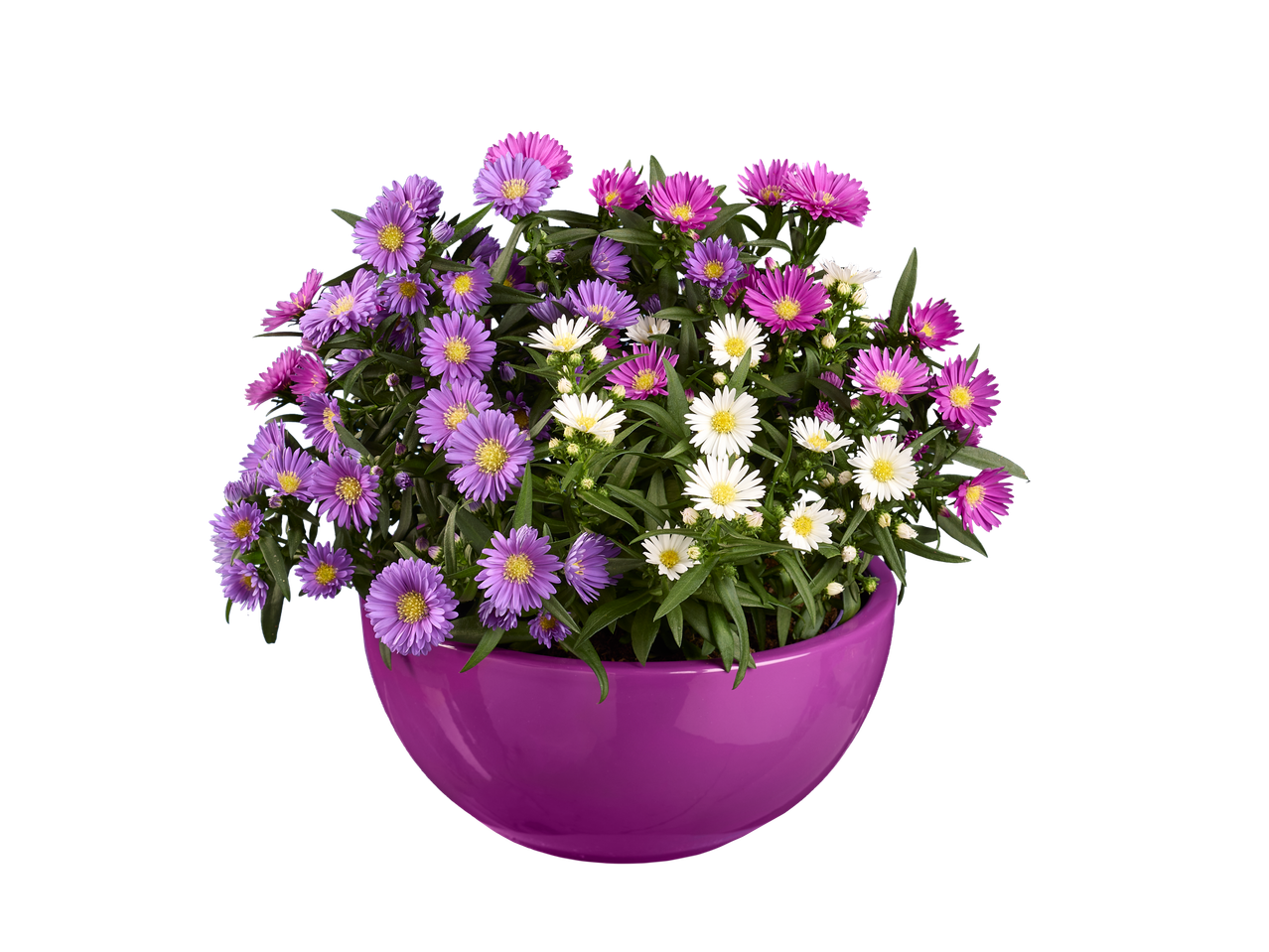A purple bowl filled with purple, pink, and white aster flowers.
