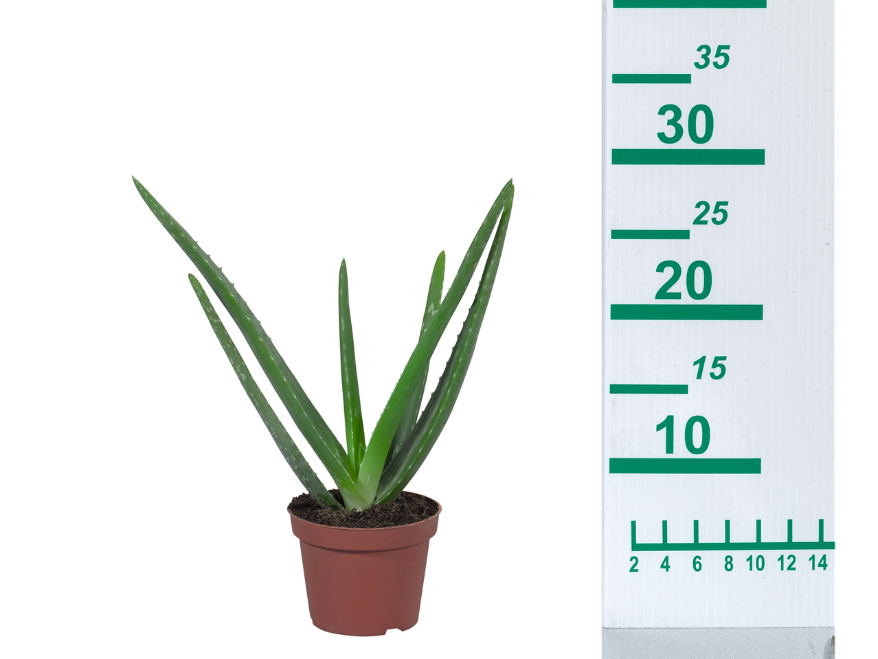 Aloe vera plant in a pot.