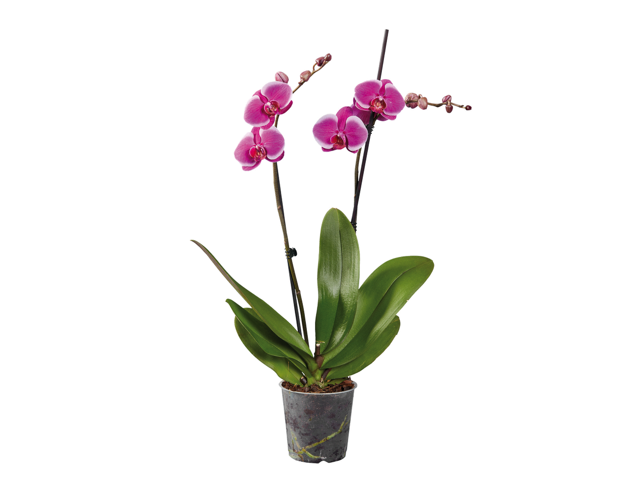 Orchidée rose en pot avec des fleurs épanouies et des bourgeons.