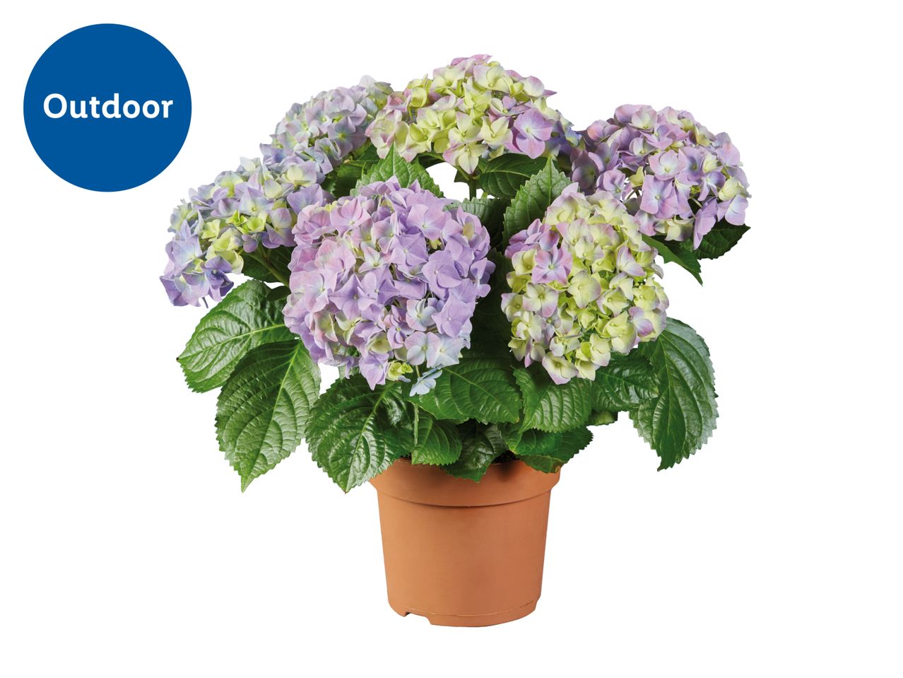Potted outdoor hydrangea plant with purple and green flowers.