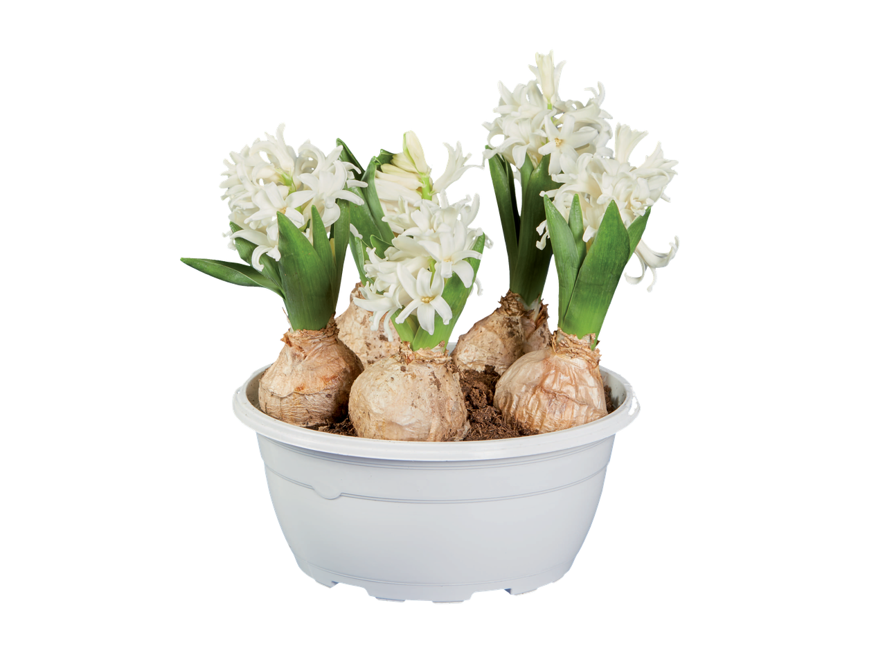 White hyacinths in a white planter, showcasing the bulbs and green leaves.