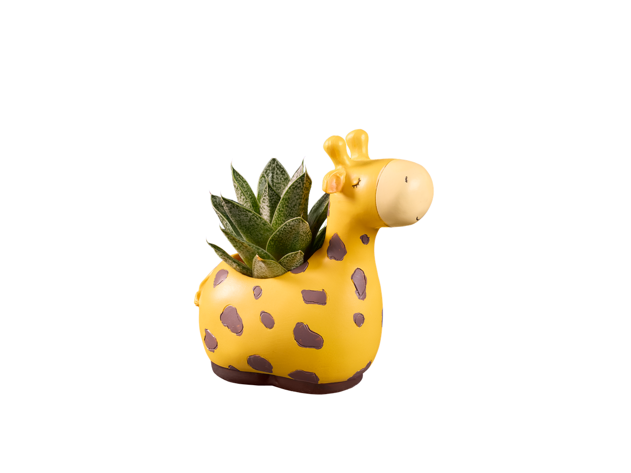 Suculentă într-un ghiveci galben în formă de girafă cu pete maro.