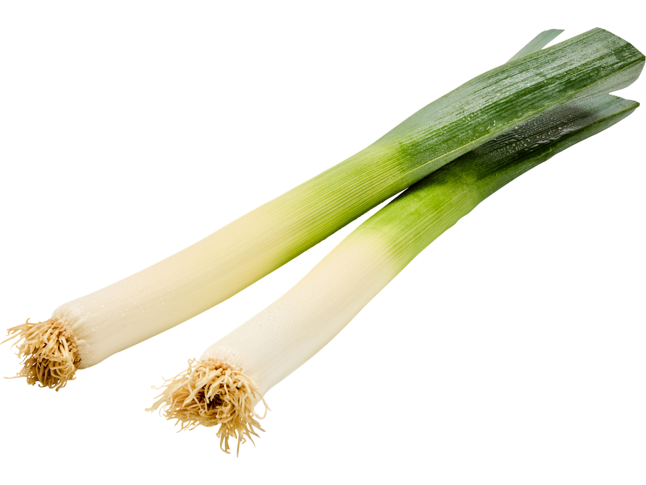 Två färska purjolökar med synliga rötter.