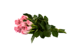 Buquê de rosas cor-de-rosa em fundo preto.
