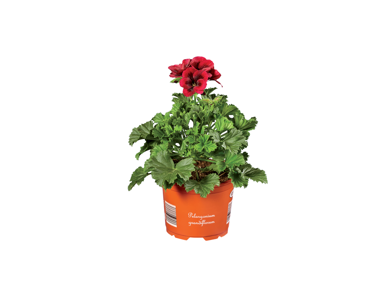 Rode Pelargonium Grandiflorum in een pot.