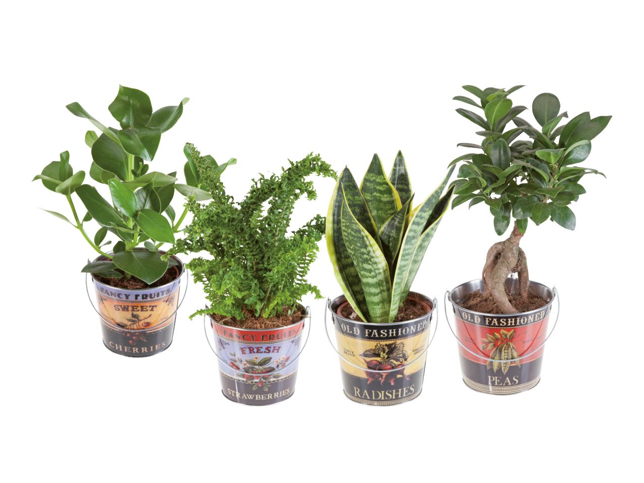 Four small potted houseplants.