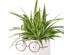Planta aranha em vaso com formato de rosto e óculos.