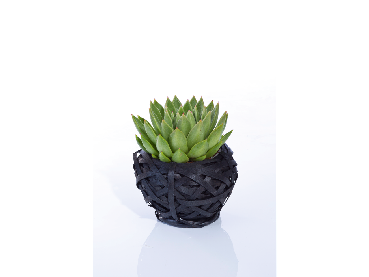Uma suculenta Echeveria em um vaso de vime preto.