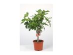 Potted fig tree with green leaves and a tag showing sliced figs.