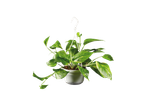 Hanging plant in a pot.