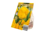 Pack of 8 yellow Tulipa Crystal Star flower bulbs