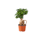Bonsai Laurbærfigen ou lykkekastanje em vaso castanho