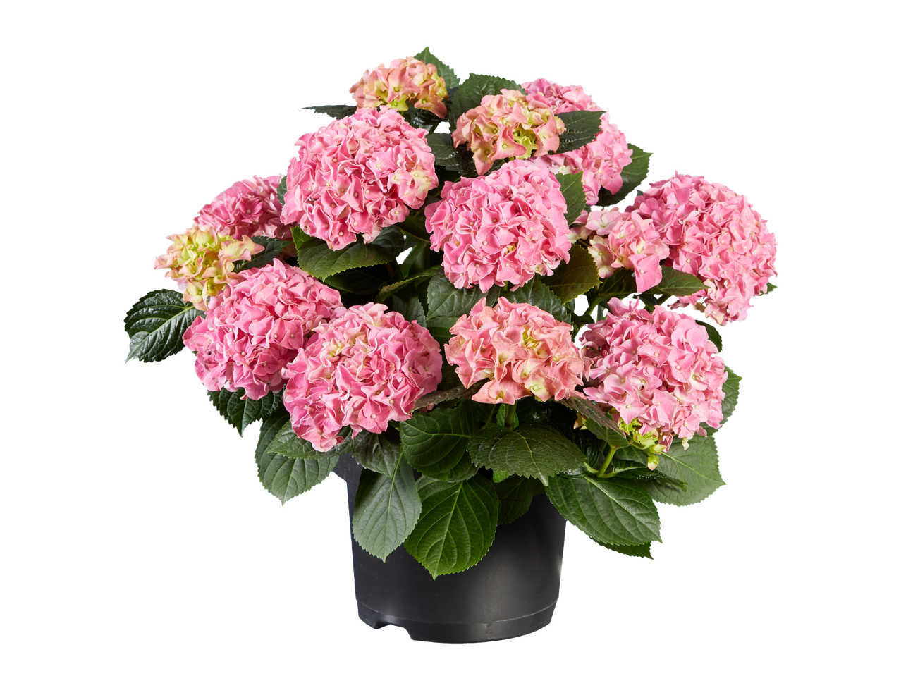 Pot met roze hortensia's in bloei.