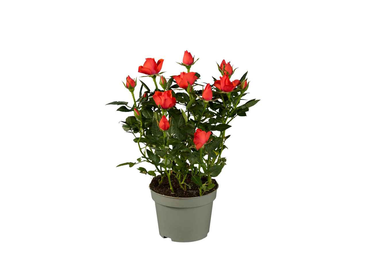 Een pot met rode rozen.