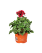 English Geranium with red flowers and green leaves in an orange pot, labeled 'Pelargonium grandiflorum'.