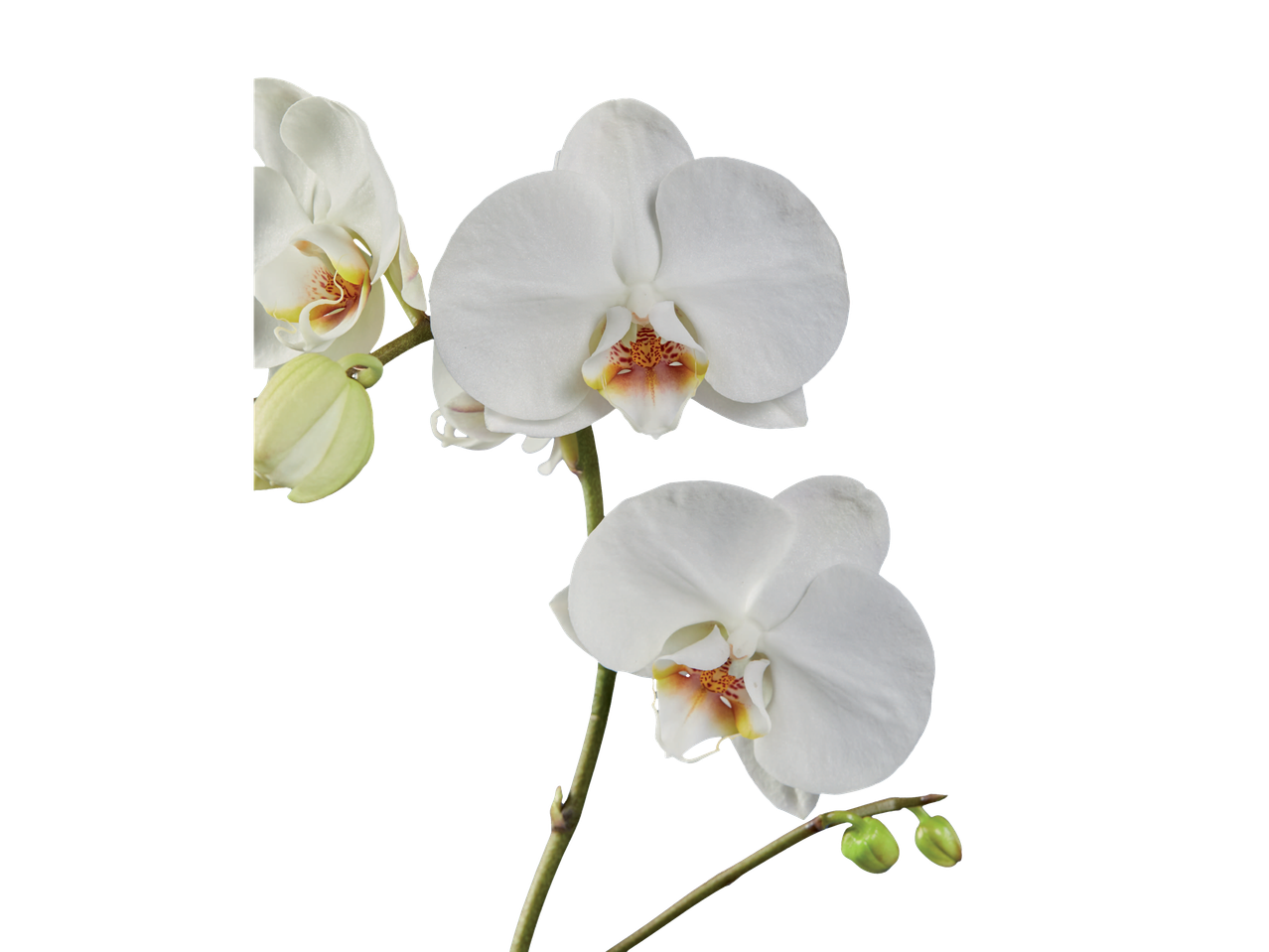 Três orquídeas brancas com pétalas delicadas e um centro amarelo-alaranjado.