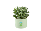 Plante succulente dans un pot vert clair avec l'inscription 'Je survivrai'.