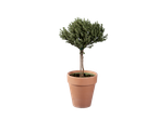 Italian herb plant on a stem in a terracotta pot.