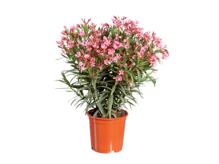Oleander