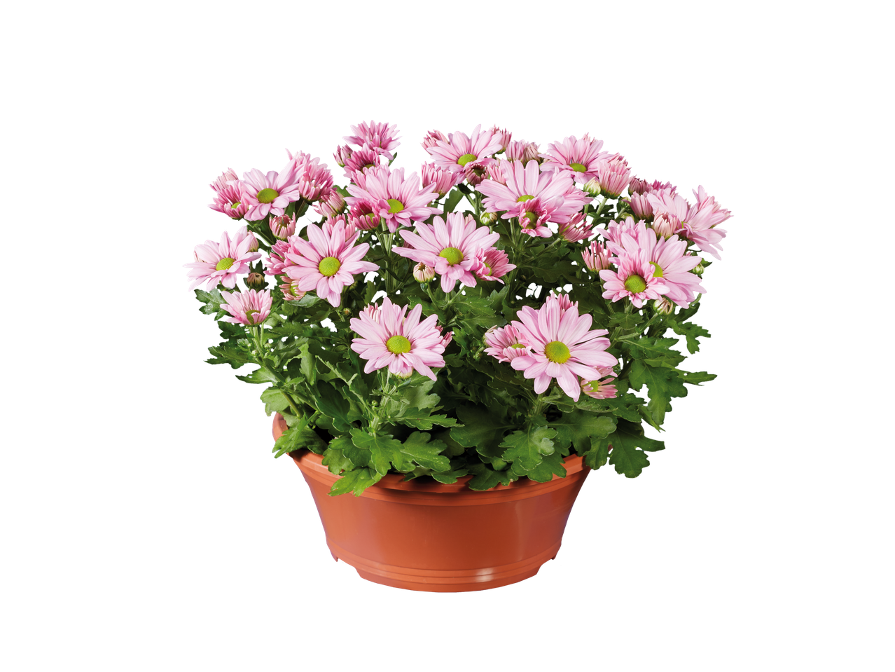 Pot met lichtroze chrysanten.