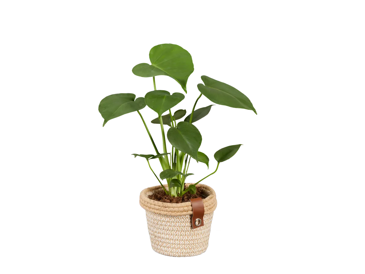 Planta Philodendron em vaso de ráfia.