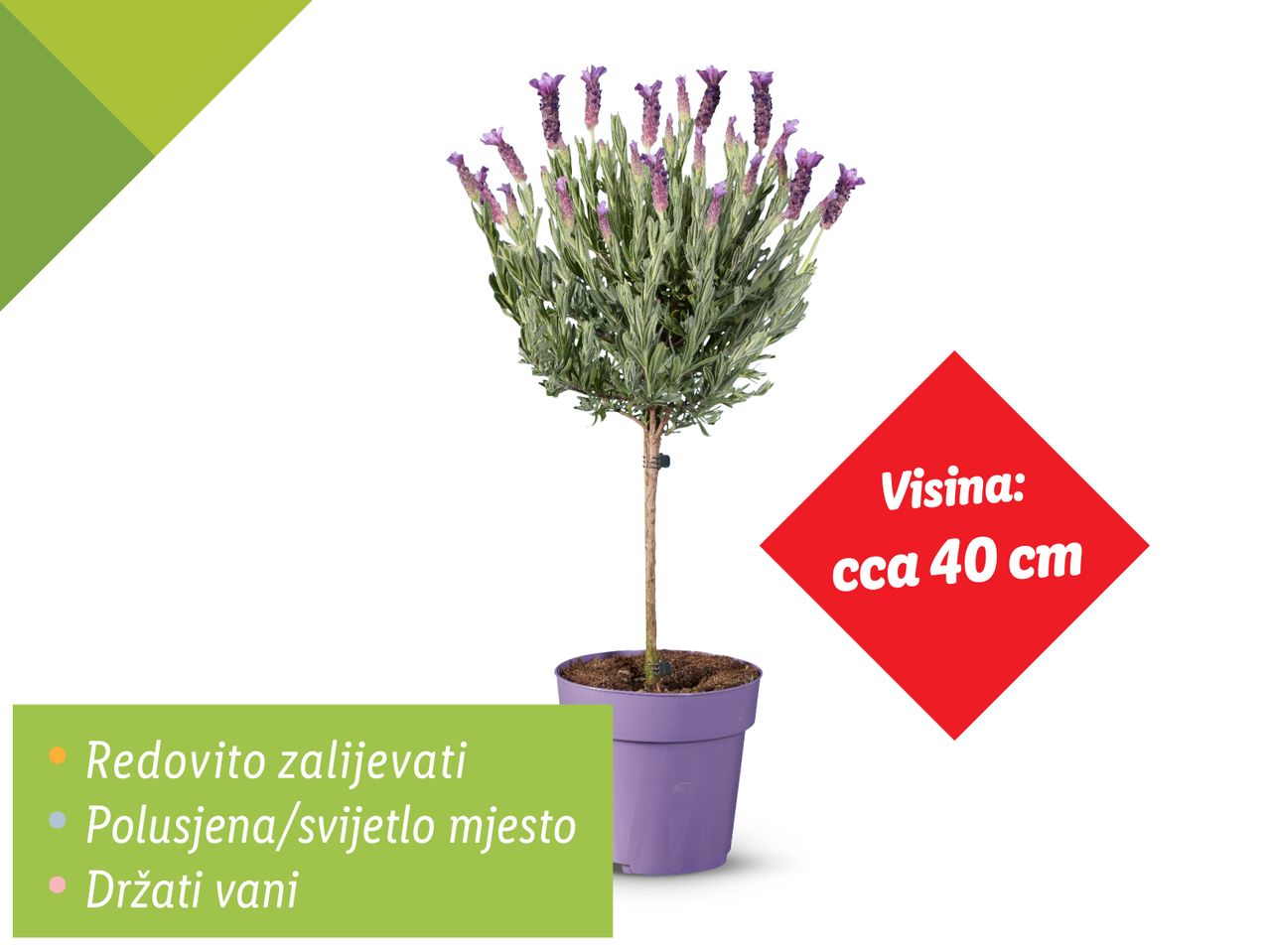Lavanda na stabljici, visine oko 40 cm, za uzgoj na sunčanom ili polusjenovitom mjestu.