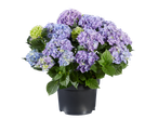 Pot met blauwe en paarse hortensia's.