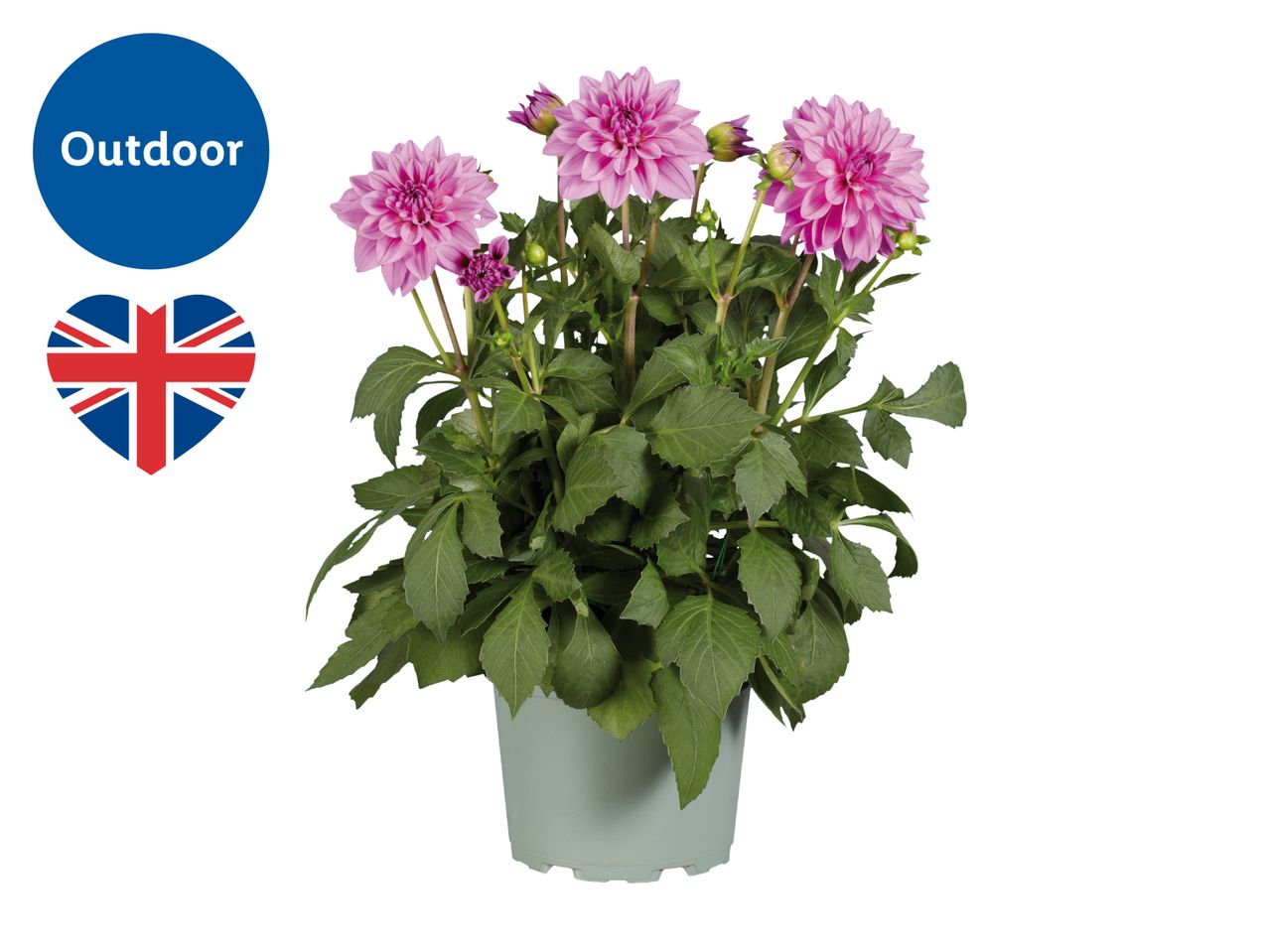Potted pink dahlia flowers with green leaves, labeled 'Outdoor' with a Union Jack heart.