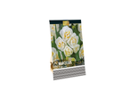 Narcissus 'Bridal Crown': 10 white daffodil bulbs.