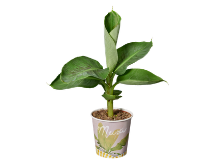 Sierplanten in bekers