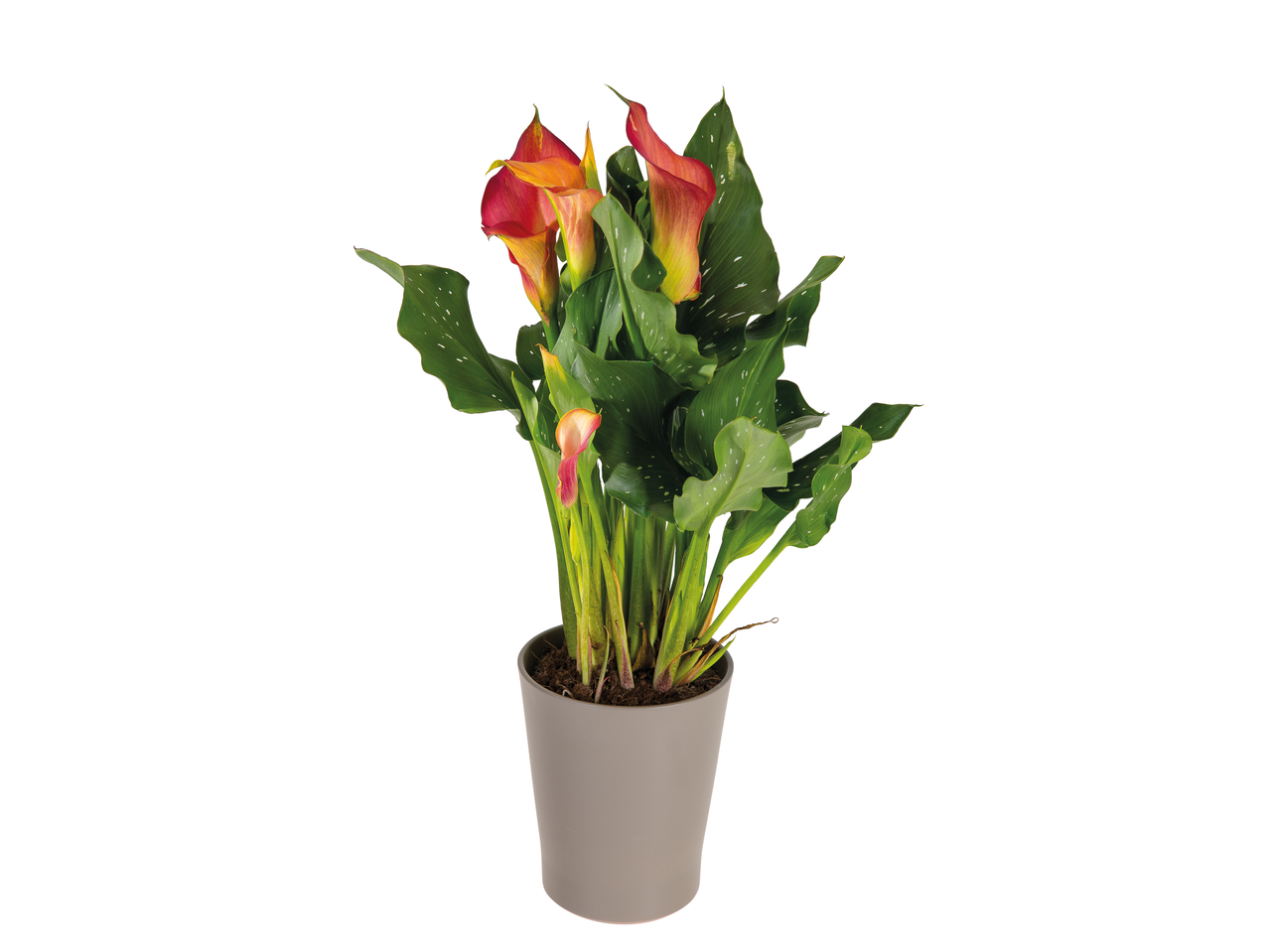 Calla lily plant with red and yellow flowers in a gray ceramic pot