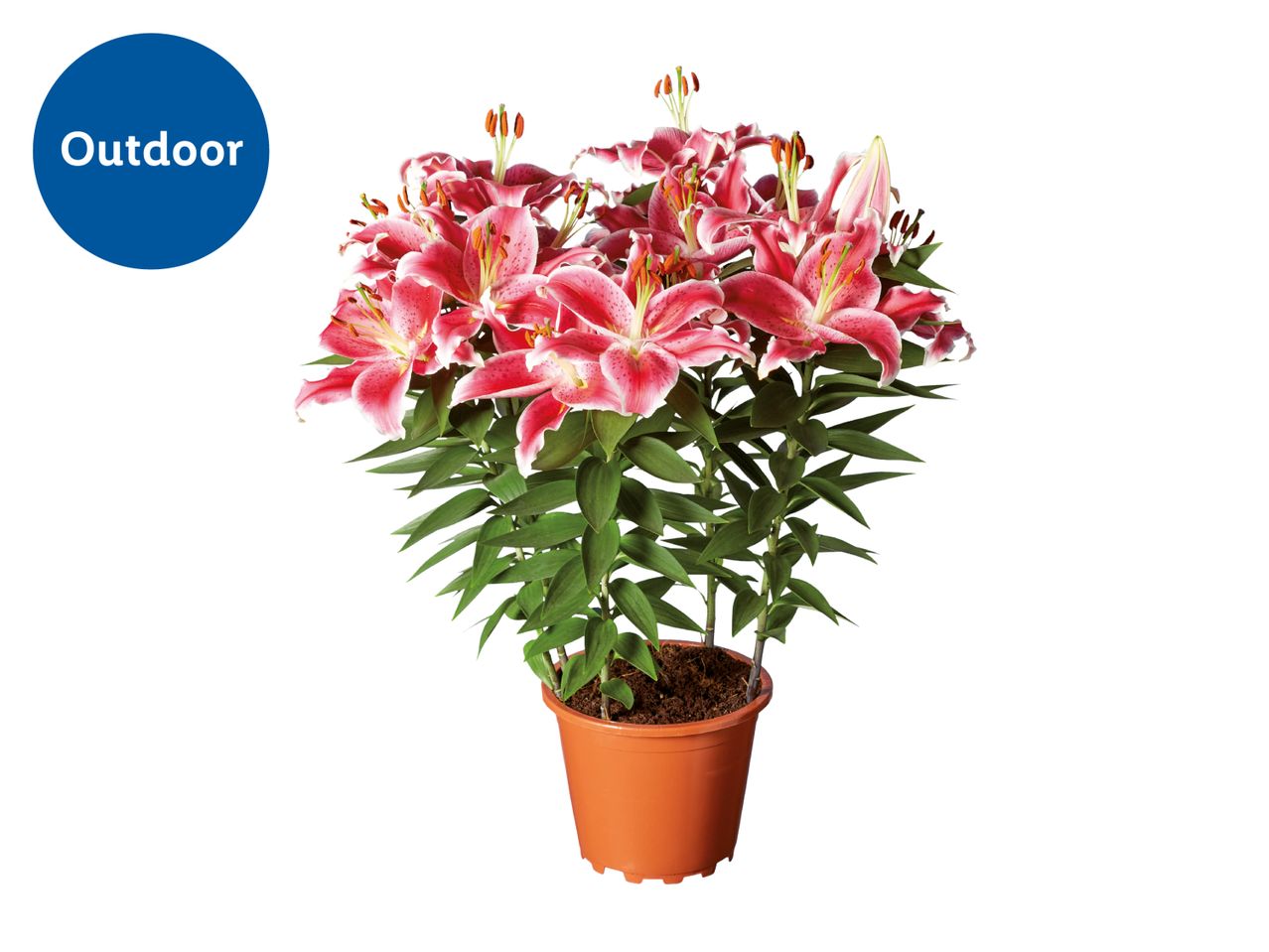 Potted pink lilies with green leaves, labeled 'Outdoor' in a blue circle.