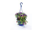 Blue hanging basket with purple and pink flowering plants