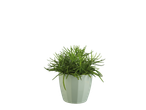 Planta verde em um vaso branco.
