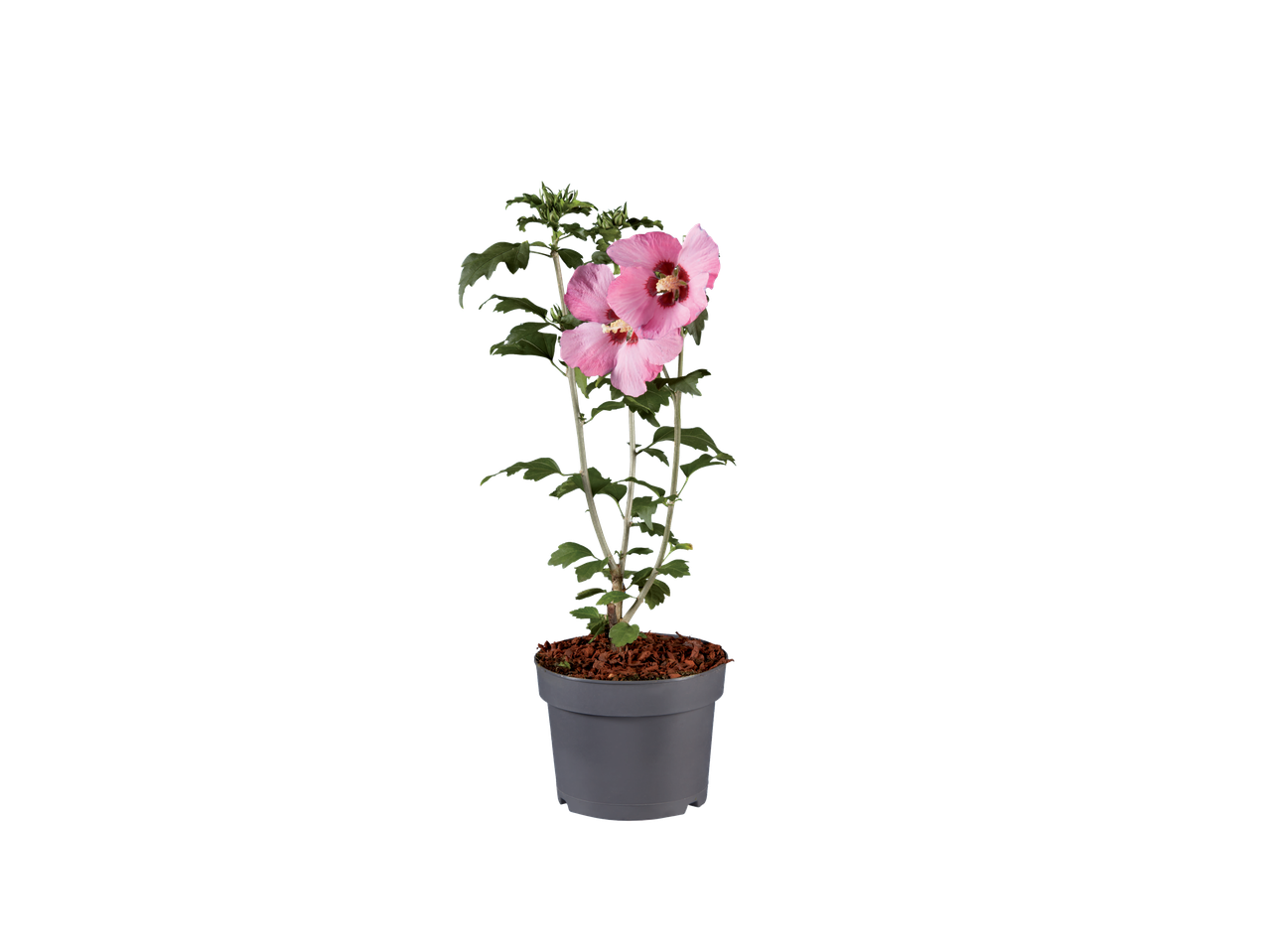 Roze hibiscusplant in een grijze pot.