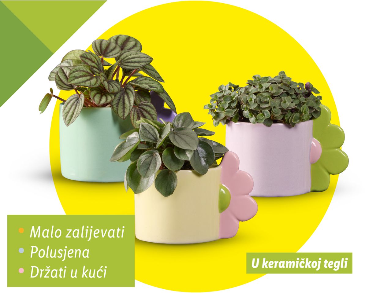 Tri biljke u keramičkim posudama s uputama za njegu.