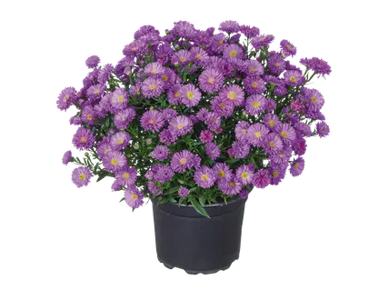 Aster